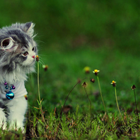 Sweet kitty