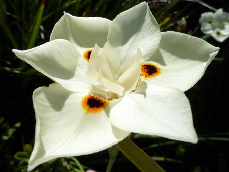 innocence - white, nature, beautiful, innocence, spring, flower