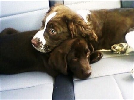 Pups for  a ride - back seat, ride