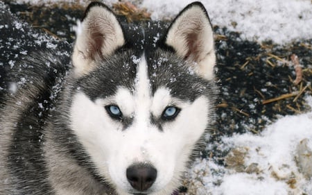 dare me - pretty, husky, winter, wolf, beautiful, snow, cool, wolves, widescreen, white, hd, cute, nice, blue eyes