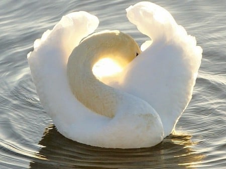 Swan - swan, cool, picture