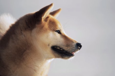 Dreamy Himi - shiba inu, smiling, dog, smile, dreamy, himi