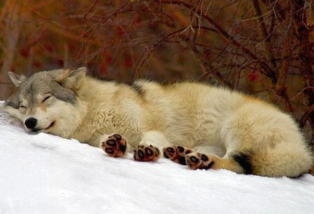 Sleeping Wolf - picture, sleeping, cool, wolf