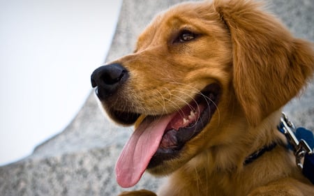 Raiden the Golden Retriever - tongue, golden retriever, dog, smiling, smile