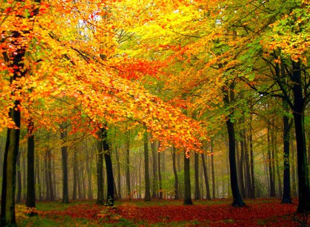 Colors of Autumn - beautiful, colors of autumn, picture