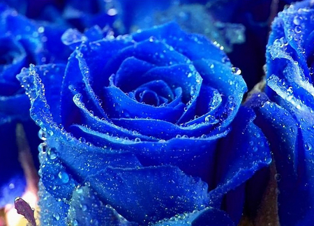 blue rose - flower, drops, rose, water, beautiful, blue