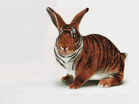 tiger rabbit - rabbit, wild, mix, odd, tiger, bunny, weird