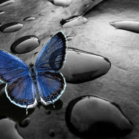 Beautiful Butterfly