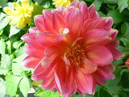 Red flower - nature, flowers