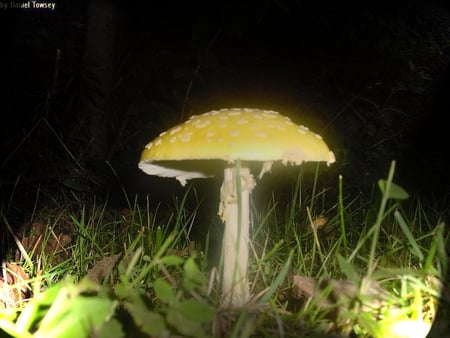 Night Mushroom - danieltowsey, daniel j towsey, night mushroom