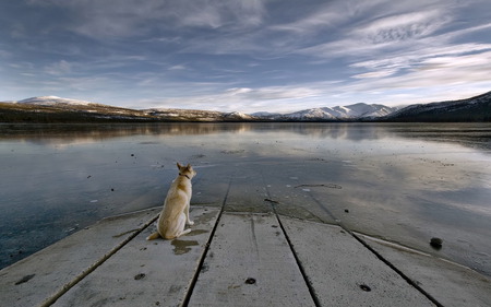 dog staring at a lake wallpapers - pets, pretty, scenery, beautiful, smooth, dog, scenic, coo, skiesl, widescreen, doggie, hd, cute, nice, sky