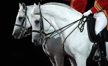 Two Beautiful Spaniards - spain, spanish horse, spanish, animals, andalusian horse, andalusian, horses, stallions, pre