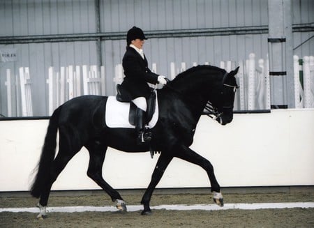 Black Spaniard - pre, dressage, spanish, andalusian horse, horses, spain, spanish horse, stallions, animals, andalusian