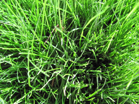 grass close up - blades, green, summer, grass