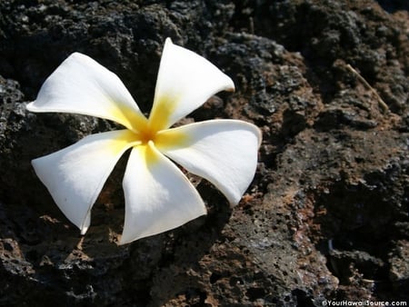 Plumeria on Lava Rock - tropical flower, plumeria, flower, topical