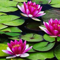 Pink Water Lillies