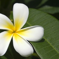 White Plumeria