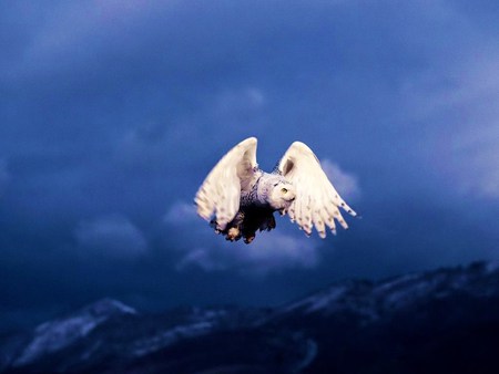 On the hunt - white, hunting, sky, owl, blue