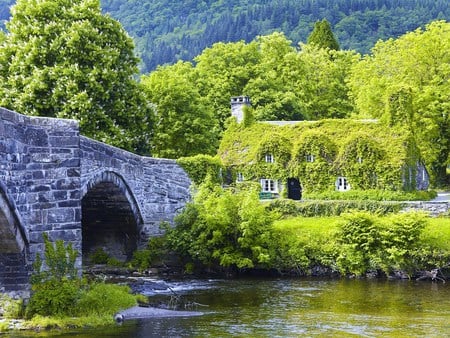 Tea in the green - building, river, vines, bridge, trees