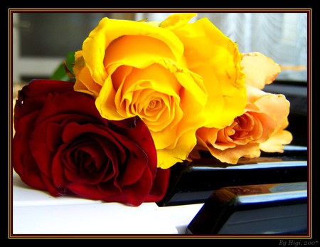 Perfect pair- love and music - piano, roses, vibrant, yellow, beautiful, lovely, black, white, red, keys