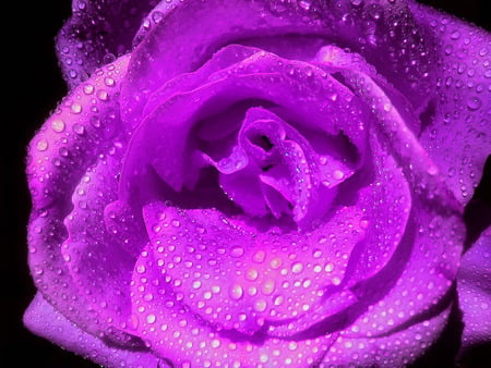 Best Flower Wallpapers. jpg - dewdrops, petals, rose, smells, ruffels