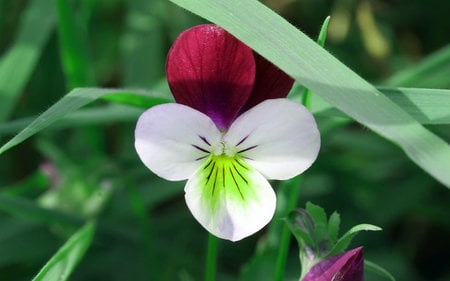 wild pansy flower. jpg - pansy, face, petals, wild