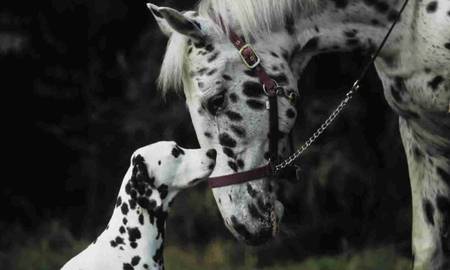 should i call you brother.. - black, white, dog, spots, horse