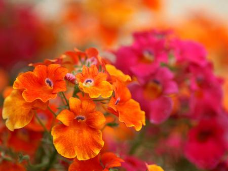 Flowers - flowers, nature