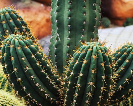 Cacti - nature, cacti