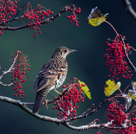 Berries - berries, nature, bird