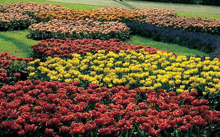 Garden - flowers, nature