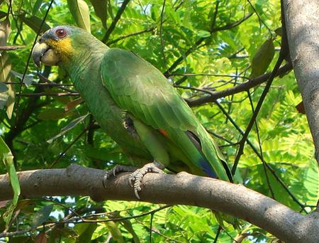 Parrot - tree, animal, parrot