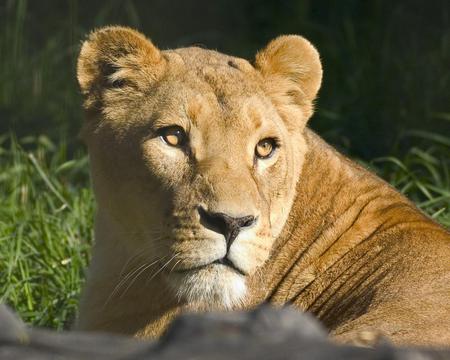 Lioness - animal, lioness, cat