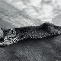 cat,cat