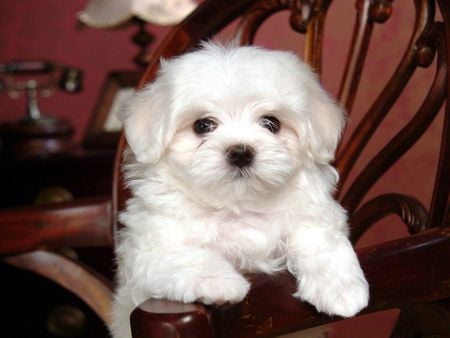 White dog on chair - pupy, chair, cute, dog