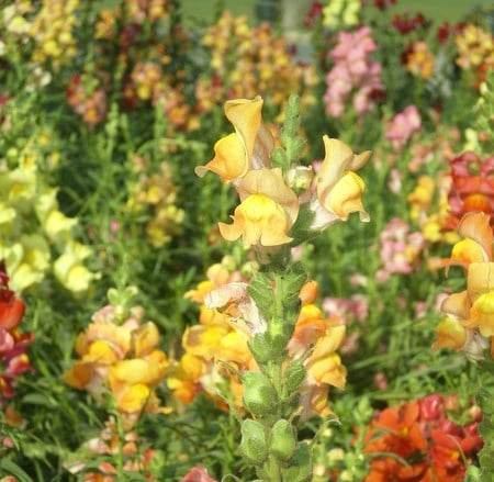 Rainbow of flowers - nature, flowers