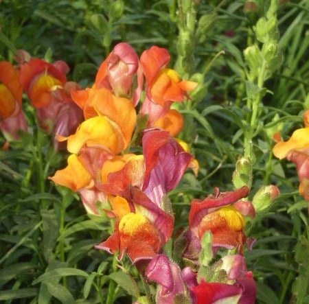 Nature's beauty - nature, flowers