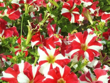 White and red - nature, flowers