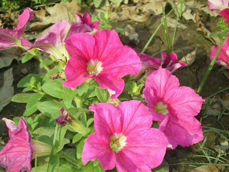 Pink flowers - nature, flowers