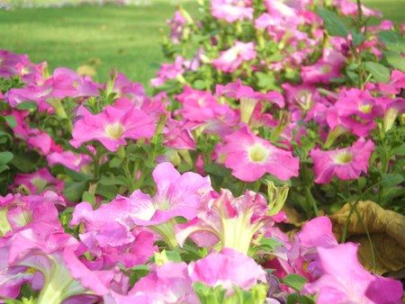 Pink flowers  - nature, flowers