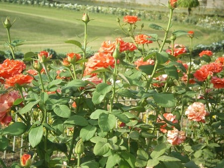 Red and orange roses - nature, flowers