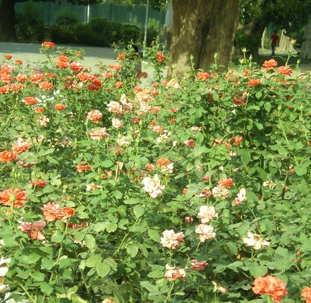 Roses - nature, flowers