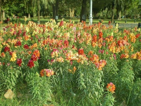 Rainbow in garden - nature, flowers