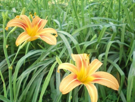 Yellow flowers - nature, flowers