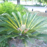 Peacock like plant