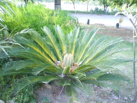 Peacock like plant - nature, flowers