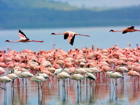 Ready for Take Off - black, birds, water, blue, flamingoes, wings, pink