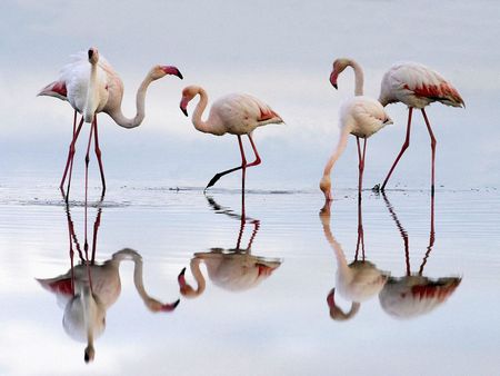 Gone Fishing - reflections, flamingoes, pink, water, legs, birds