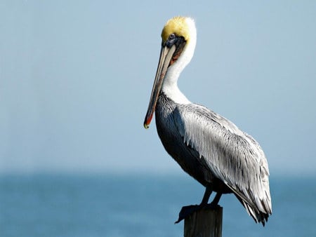 Is this my best side - pelican, yellow, grey, blue, perching, bird