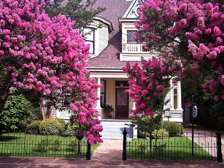 View from my window - white, blossoms, hanging, pinks, house